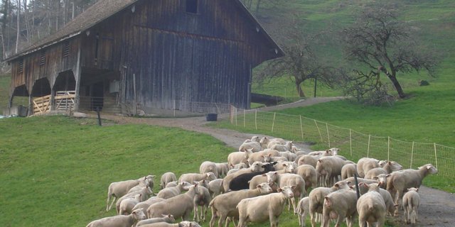 Lämmer aus der Zentralschweiz sollen über ein neues Label besser und ganzjährig mit mehr Wertschöpfung in der Region vermarktet werden. 