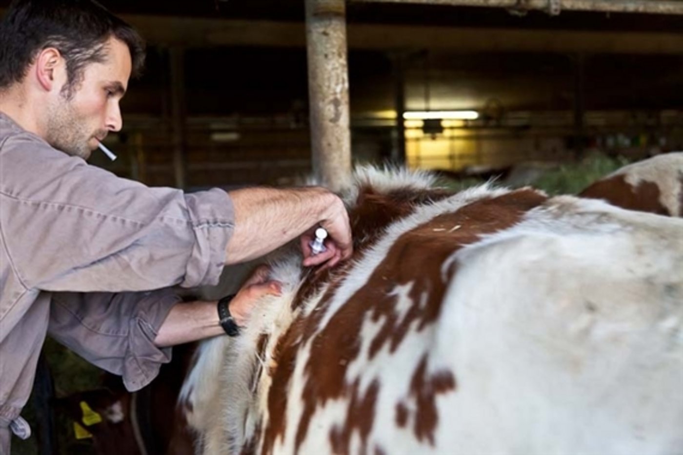 Wie in der Humanmedizin gilt auch bei der Tierhaltung, Antibiotika möglichst selten einzusetzen. (Bild/BauZ)