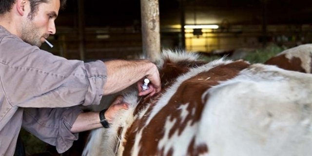 Wie in der Humanmedizin gilt auch bei der Tierhaltung, Antibiotika möglichst selten einzusetzen. (Bild/BauZ)