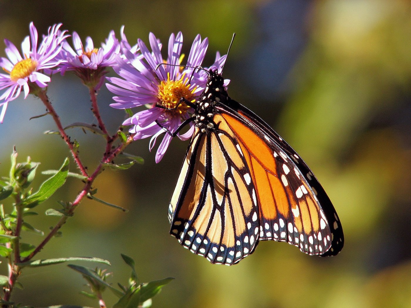 Schmetterlinge haben keine Freude an eingeschleppten Pflanzen. (Bild Pixabay)
