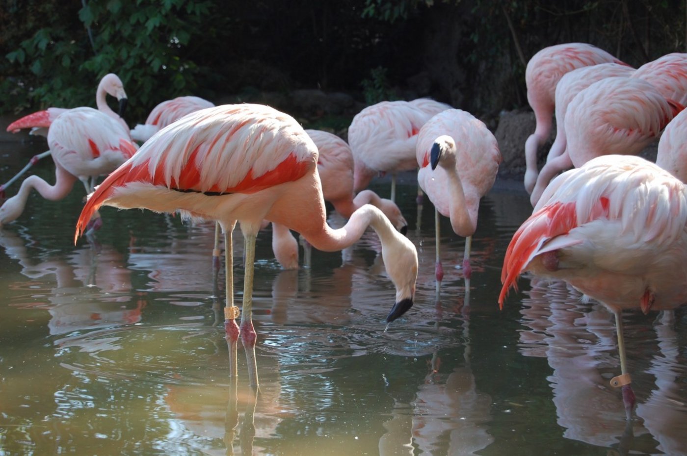 Die Flamingos dürfen in Basel noch so lange durch den Aussenweiher stelzen, wie sie wollen. Eine eingebaute Lüftung hält das Wasser in Bewegung. (Symbolbild pxhere.com)