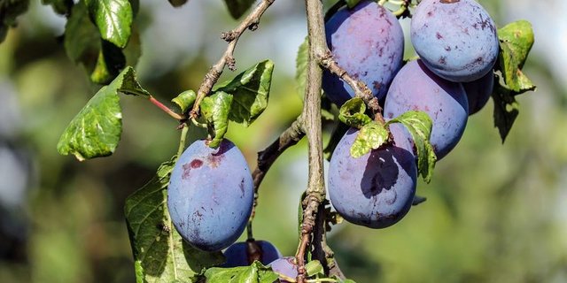 Bei den frühen Zwetschgensorten wird für diese Saison eine gute Ernte erwartet. (Bild lid)