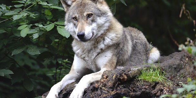 Der 55-jähriger Arbeiter der Gemeinde Bülstedt im Landkreis Rotenburg wurde wohl doch nicht vom Wolf gebissen. (Bild pixabay)