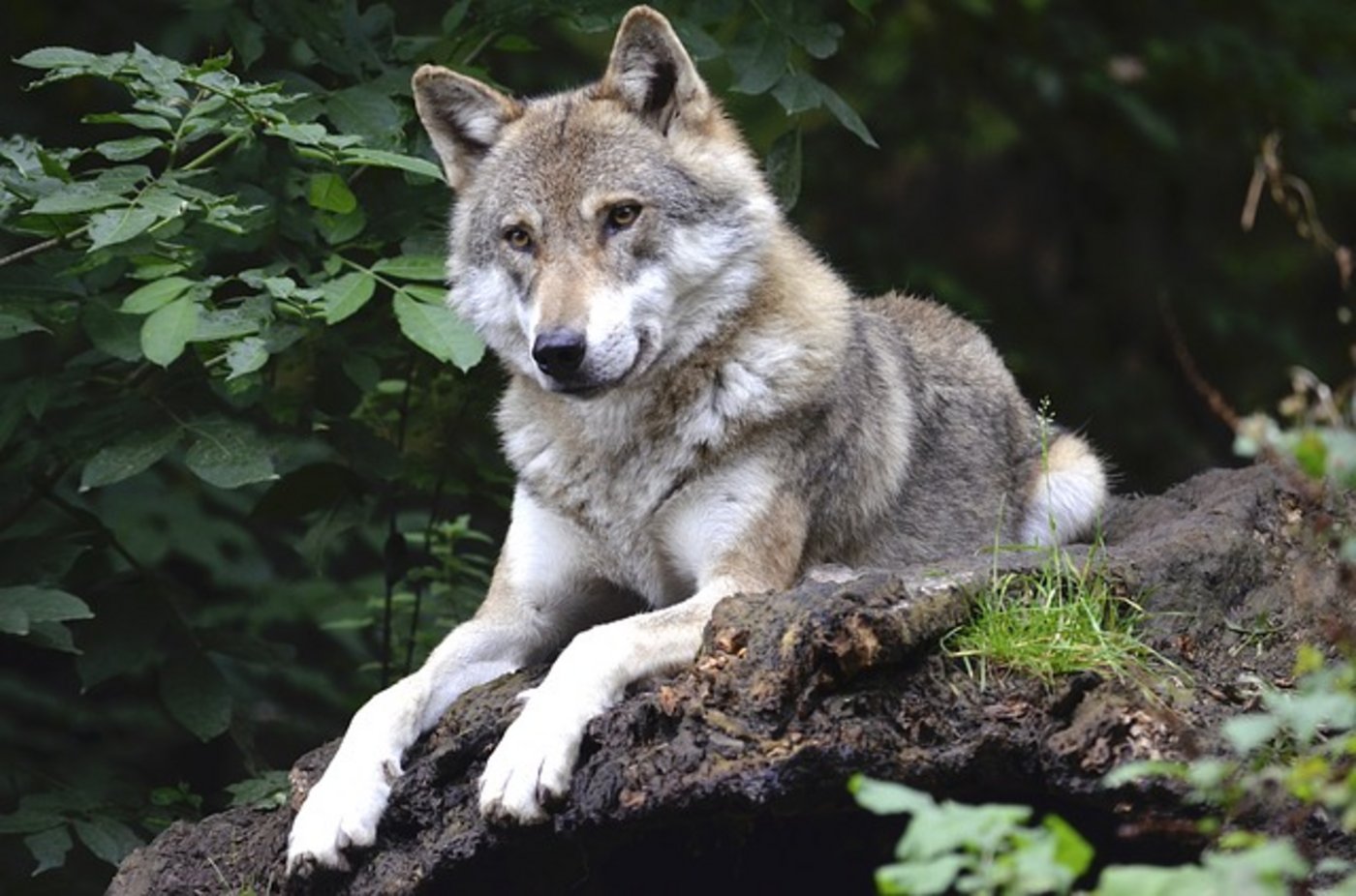 Der 55-jähriger Arbeiter der Gemeinde Bülstedt im Landkreis Rotenburg wurde wohl doch nicht vom Wolf gebissen. (Bild pixabay)