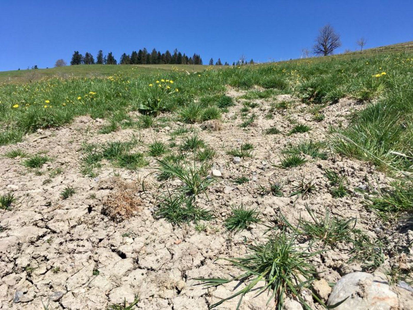 Nach einem warmen Winter folgte in diesem Jahr ein sehr trockener Frühling. (Bild as)