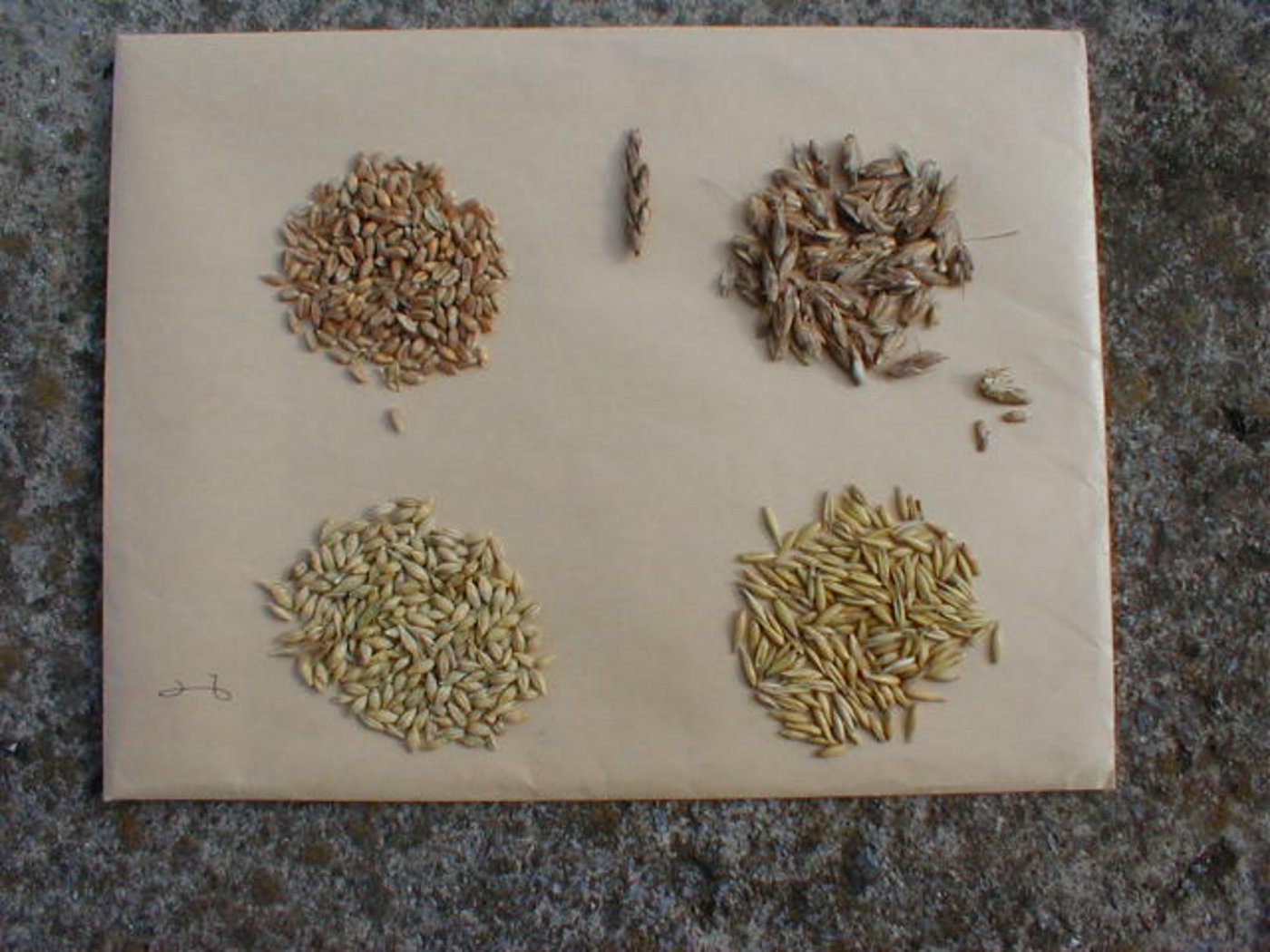 Von oben links nach unten rechts: Weizen, Dinkel, Gerste, Hafer. (Symbolbild Wikimedia)