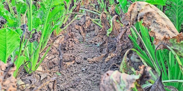 Weil sich die Resistenz von Cercospora auf einem einzigen Gen befindet, sind die CR+-Sorten laut Luzi Schneider nur schlecht abgesichert.  