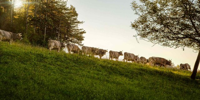 Der Demeter-Verband will bei politischen Themen mit landwirtschaftlichem Hintergrund nicht mehr länger neutral bleiben. (Bild Demeter-Verband)