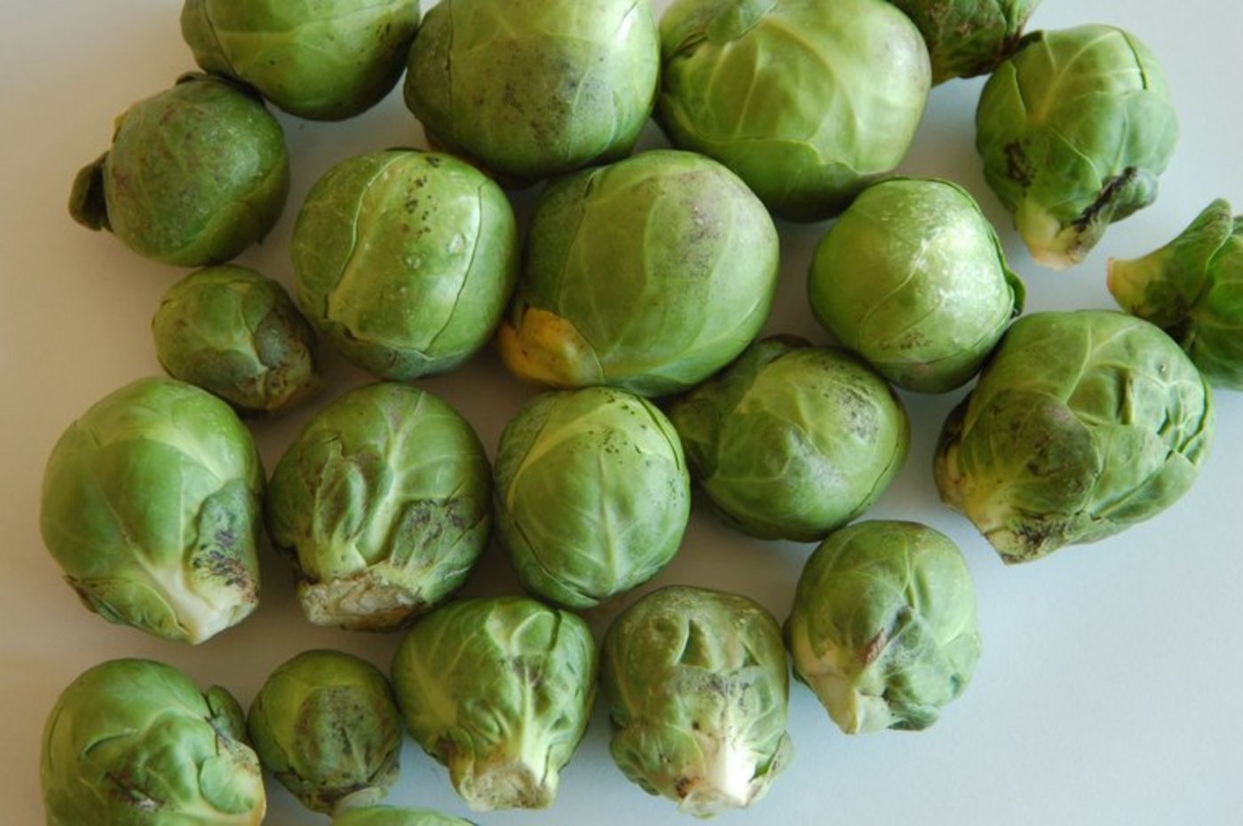Dieser nur äusserlich von Russtau befallene Rosenkohl genügt den Qualitätsansprüchen der Abnehmer normalerweise nicht. (Lutz Collet)