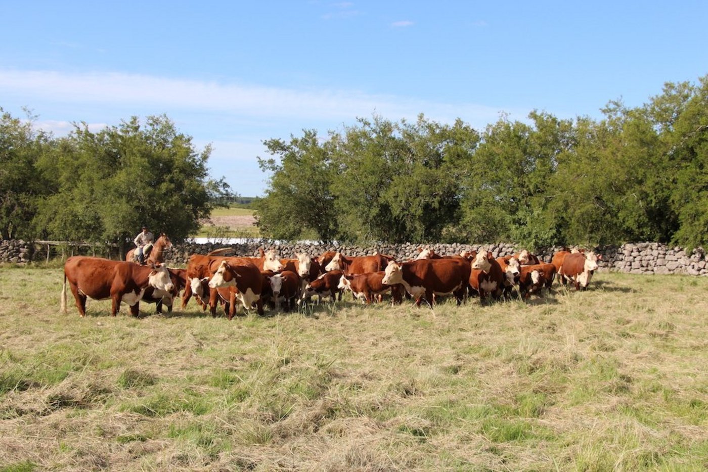 Die Herde reinrassiger Hereford ist der grosse Stolz vom Joaquin Stirling in Young, Uruguay. Weiter züchtet er  300 Holstein-Milchkühe und 200 Fleischschafe und pflanzt Soja, Mais und Sorghum. Total besitzt der Nachkomme englischer Einwanderer 2000 Hektaren.