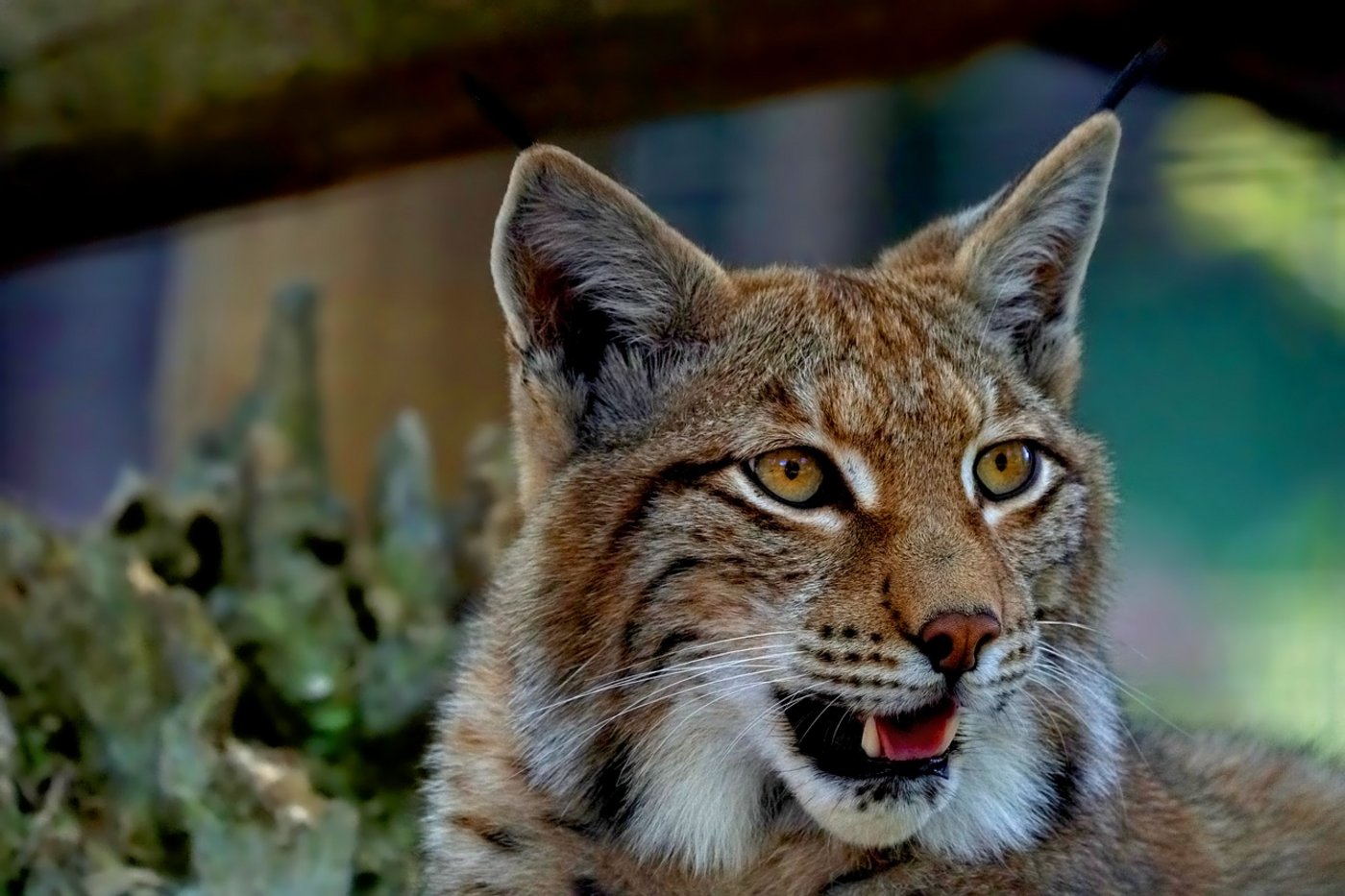 Neben dem Wolf bedroht nun auch der Luchs die Schafe. (Bild Pixabay) 