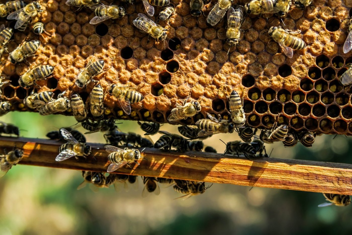 Beat Gerber erwartet dieses Jahr durchschnittlich 50 bis 60 Kilogramm Honig pro Bienenvolk. (Bild Pixabay)