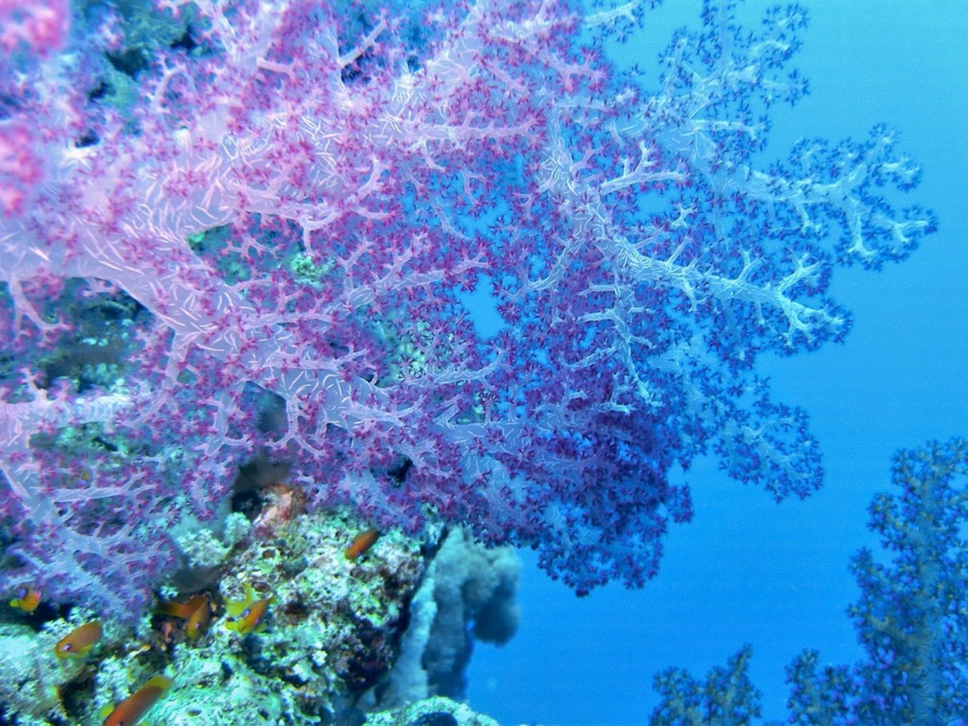 So farbenfroh zeigen sich immer weniger Korallen am Great Barrier Reef in Australien, dem grössten Korallenriff der Welt. Die höheren Temperaturen aufgrund des Klimawandels setzen den empfindlichen Korallen stark zu. (Bild Pixabay)