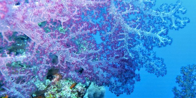 So farbenfroh zeigen sich immer weniger Korallen am Great Barrier Reef in Australien, dem grössten Korallenriff der Welt. Die höheren Temperaturen aufgrund des Klimawandels setzen den empfindlichen Korallen stark zu. (Bild Pixabay)