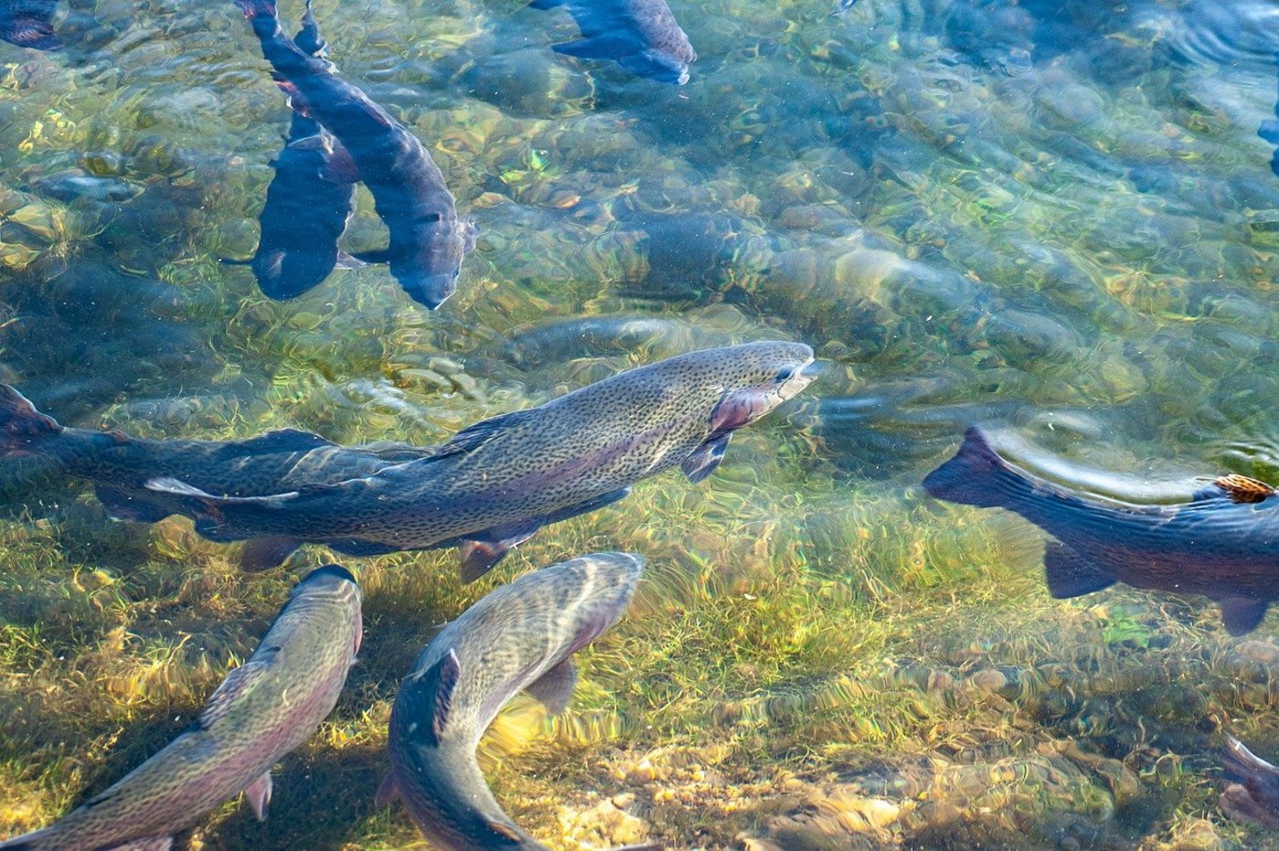 Krebse und Fische zählen zu den am stärksten gefährdeten Tierarten in der Schweiz. (Bild pixabay)