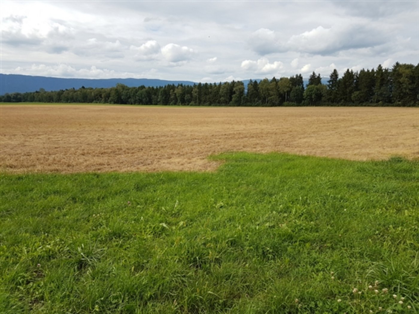 Der Unkrautvernichter Glyphosat ist umstritten. (Symbolbild pd) 