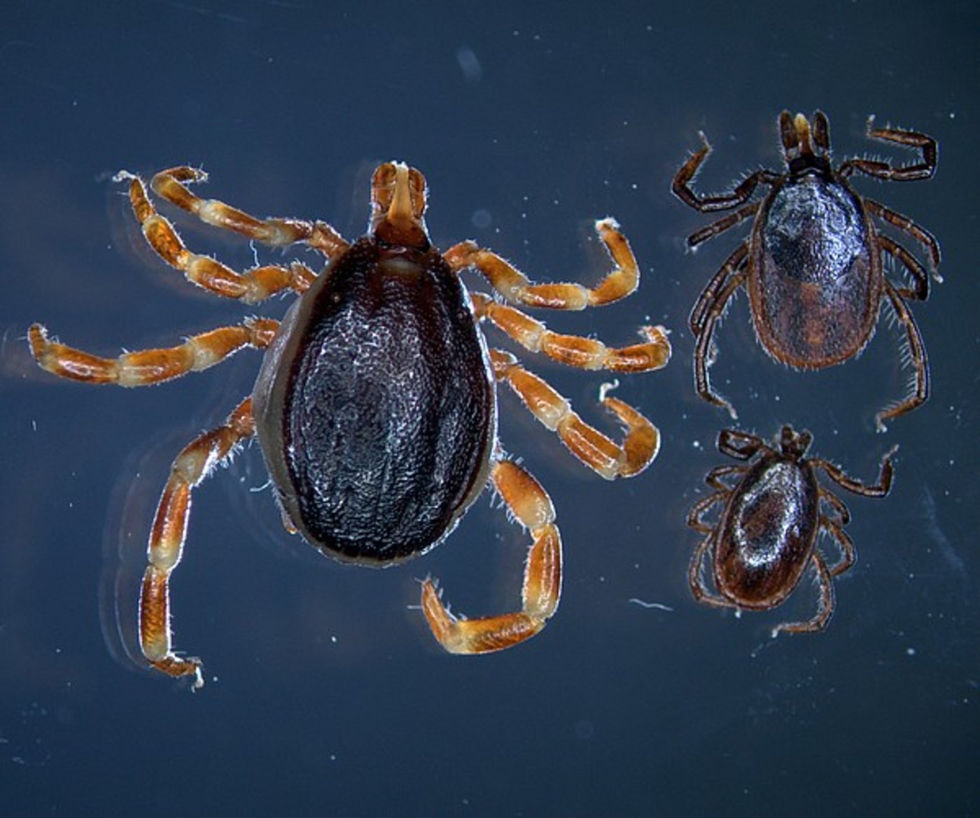 Bis zu dreimal so groß wie ihr europäischer Verwandter, der gemeine Holzbock (Weibchen rechts, Männchen unten) - die tropische Zecke Hyalomma (links). (Bild Uni Hohenheim/Marco Drehmann)
