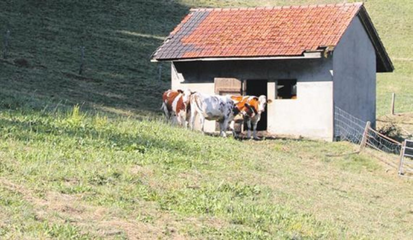 Nicht nur die trockenen Wiesen bereiten Sorgen. Auf tieferen Alpen fällt die Wasserversorgung bisweilen komplett aus. (Bild Kaspar Grünig) 