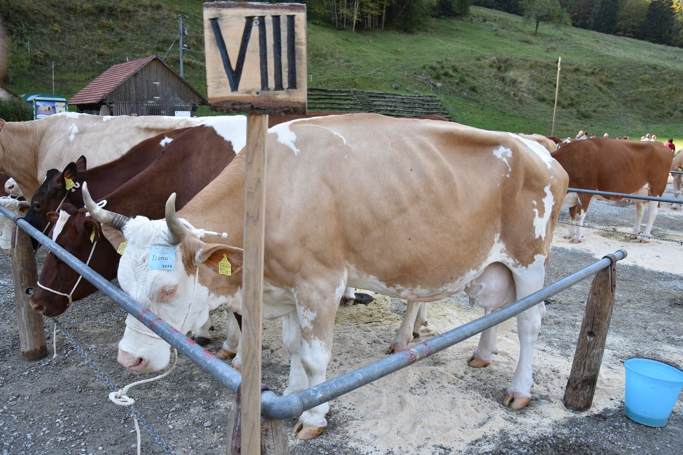 Die zwölfjährige reine Simmentalerkuh Ilona von Hans Gerber gewann die Kategorie 8 mit 55 55 98. (Bilder Peter Fankhauser)