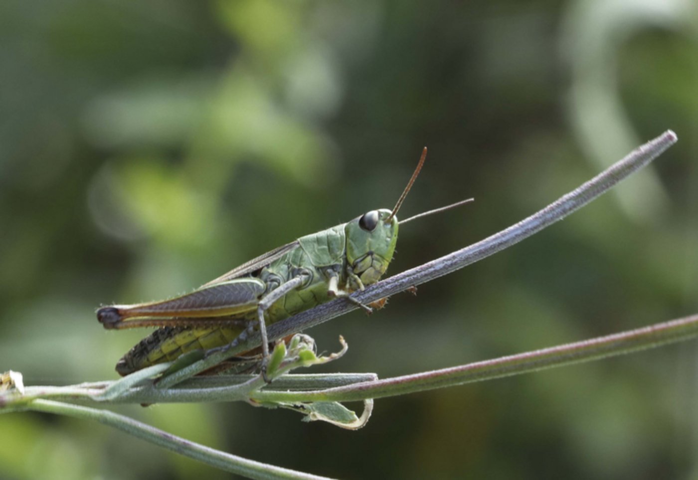 Die Technische Universität München und das Forschungszentrum für Insekten in Nairobi wollen sich noch vertiefter mit dem Nährstoffbedarf von Grillen und Heuschrecken auseinandersetzen. (landwirtschaft.ch / Eveline Menzi)