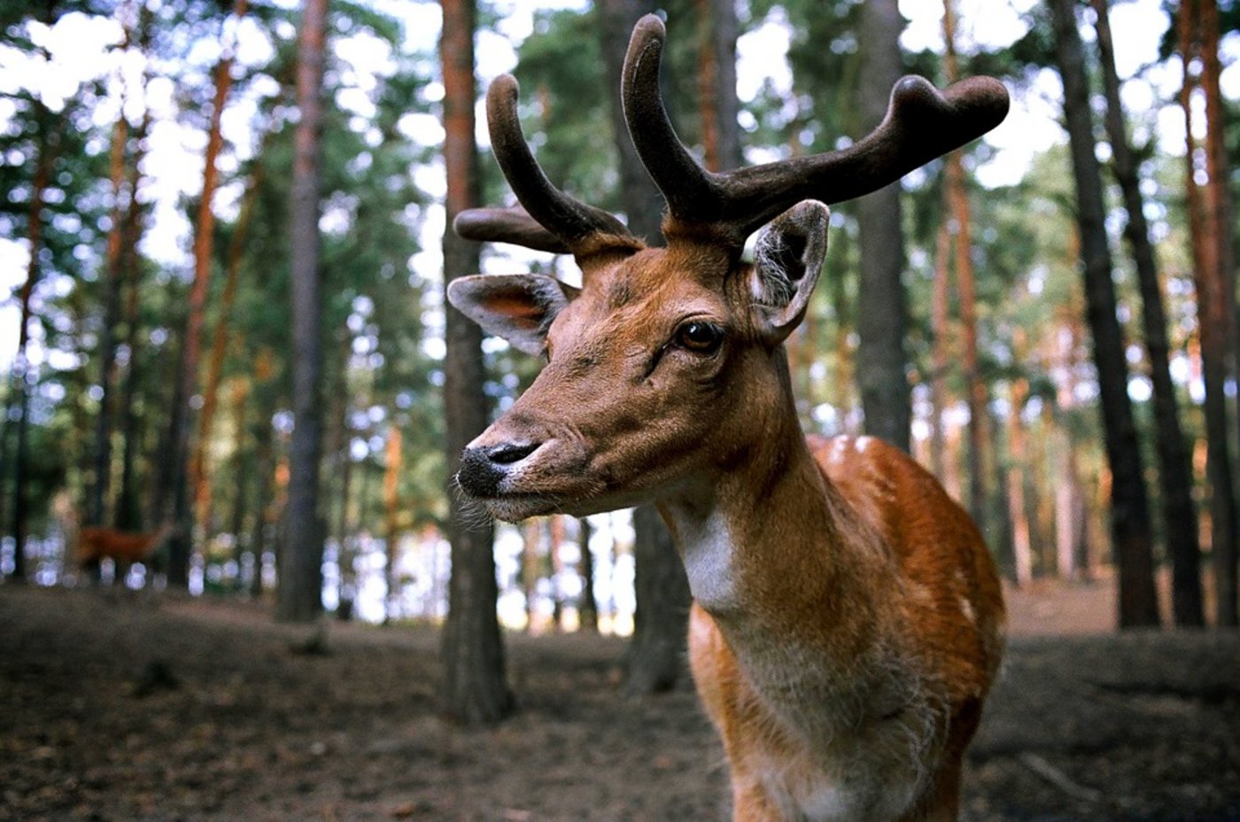 Mit dem Abschuss von rund 2200 Hirschen verschiedener Arten soll im Südwesten Norwegens die Ausbreitung einer gefährlichen Wildseuche verhindert werden. (Symbolbild Pixabay)