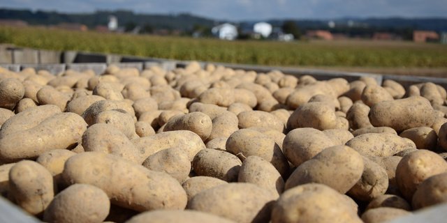 Die Preisbänder für 2019 wurden bereits jetzt festgelegt. Kartoffelproduzenten sind angehalten, nur die vom Abnehmer schriftlich zugesicherten Mengen zu produzieren. (Bild BauZ)