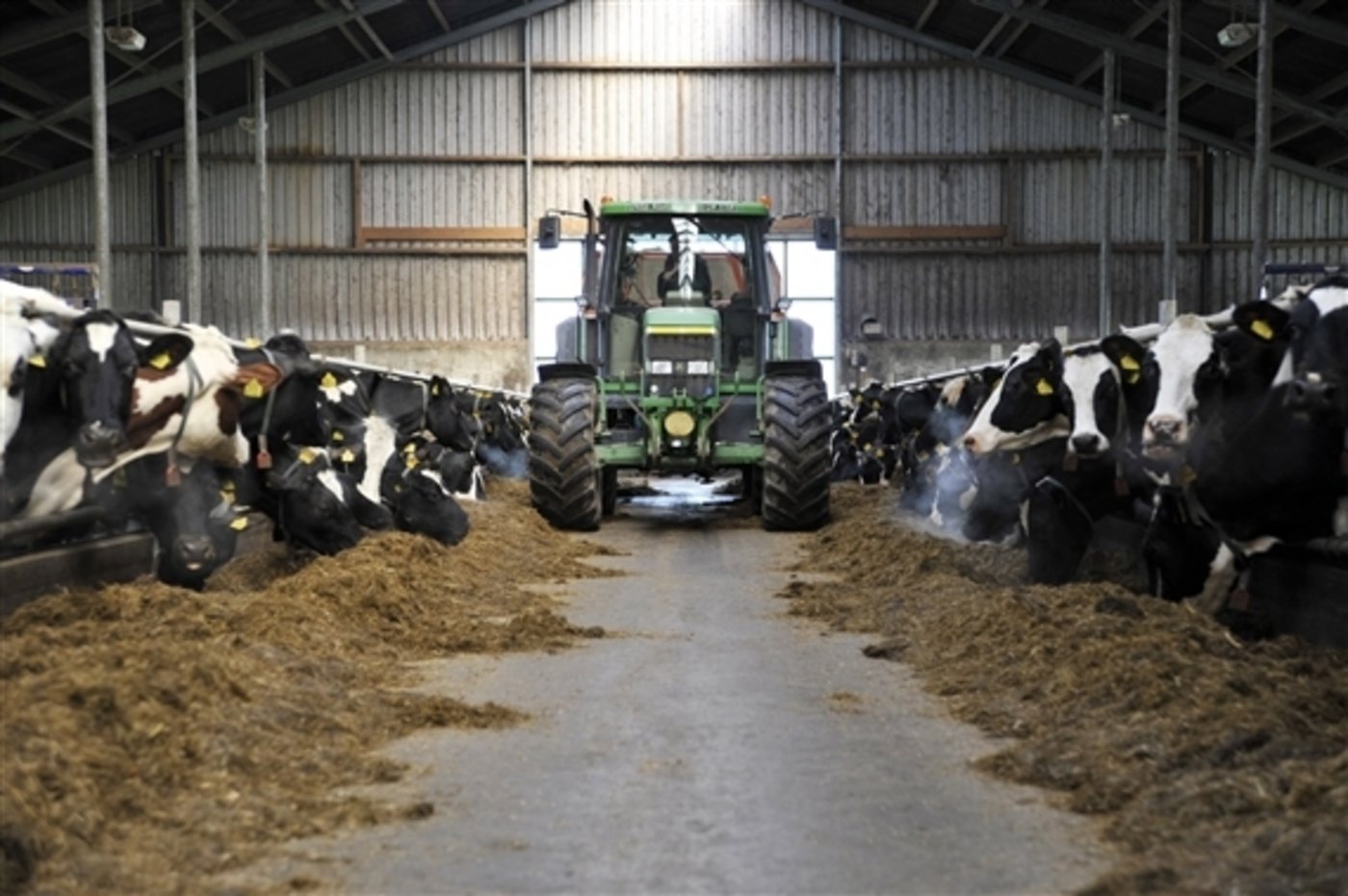 2100 niederländische Milchproduzenten haben offenbar bei der Registrierung ihrer Tiere in der Tierverkehrsdatenbank geschummelt. (Symbolbild Marjolein van Woerkom) 