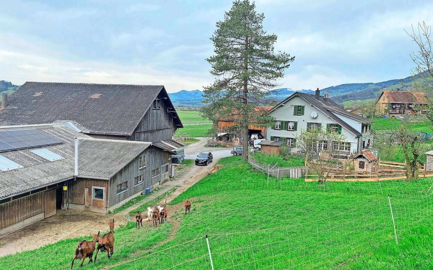 Hier ist viel los: Zum Landwirtschaftsbetrieb der Familie Schirmer in Schänis gehören Kühe, Ziegen, Hühner, Wollschweine, Gänse, Enten, Kaninchen, Katzen und Hunde.  