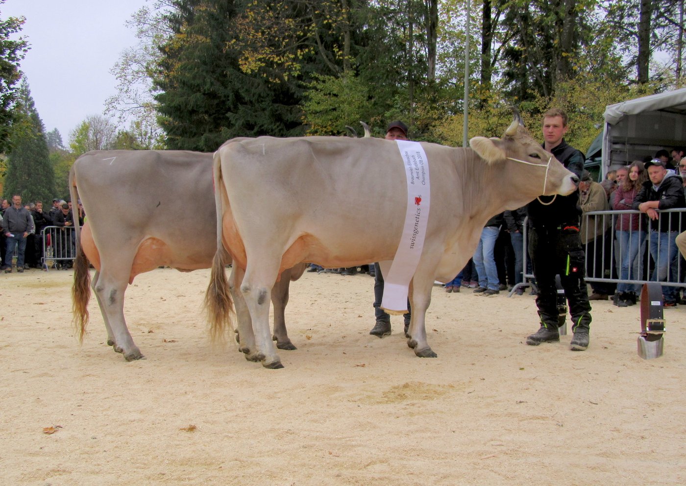 Champion und Vize-Champion OB, beide von René Stalder, Hasle: Rino Dalina (vorne) und Rino Dilia.