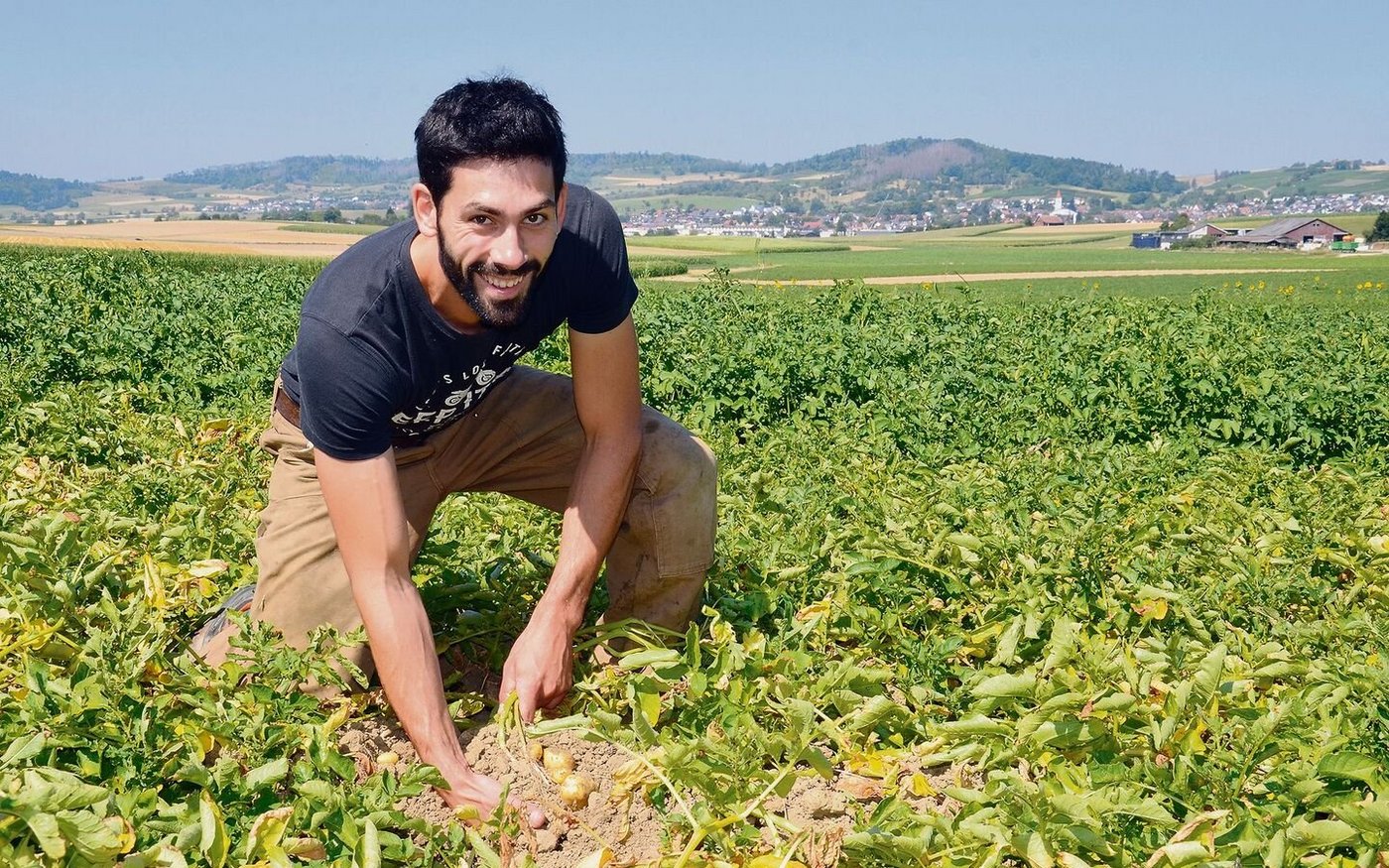 «Die Kartoffeln sehen gut aus. Es gibt höchstwahrscheinlich eine gute Ernte», sagt David Wanner. Den Betriebszweig Kartoffeln baute er schon vor der Hofübergabe auf.  