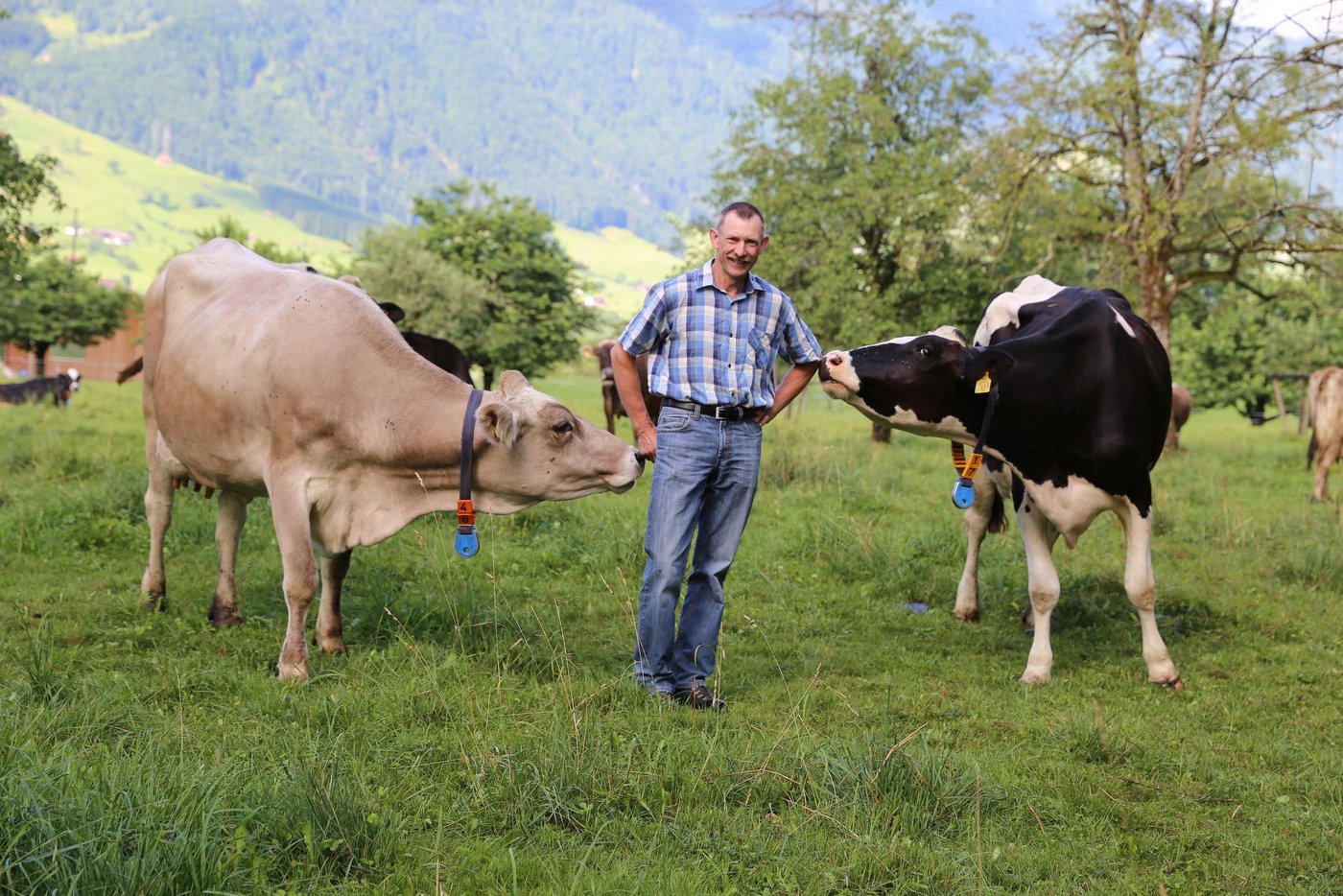 Der Schwyzer Toni Suter hat trotz der schlechten Marktlage die Freude an der Milchwirtschaft noch nicht verloren. (Bild Reto Betschart)