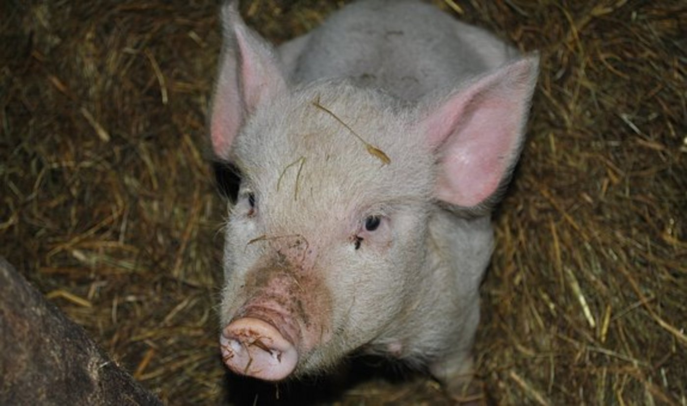 Schweinebauern haben momentan wenig zu lachen. (Bild Pixabay)