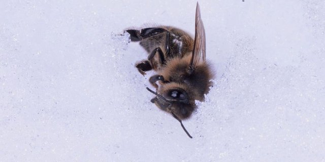 Wo die Bekämpfung der Varroa-Milbe wegen der sommerlichen Hitze erschwert war, fielen die Winterverluste höher aus. (Bilder zVg)