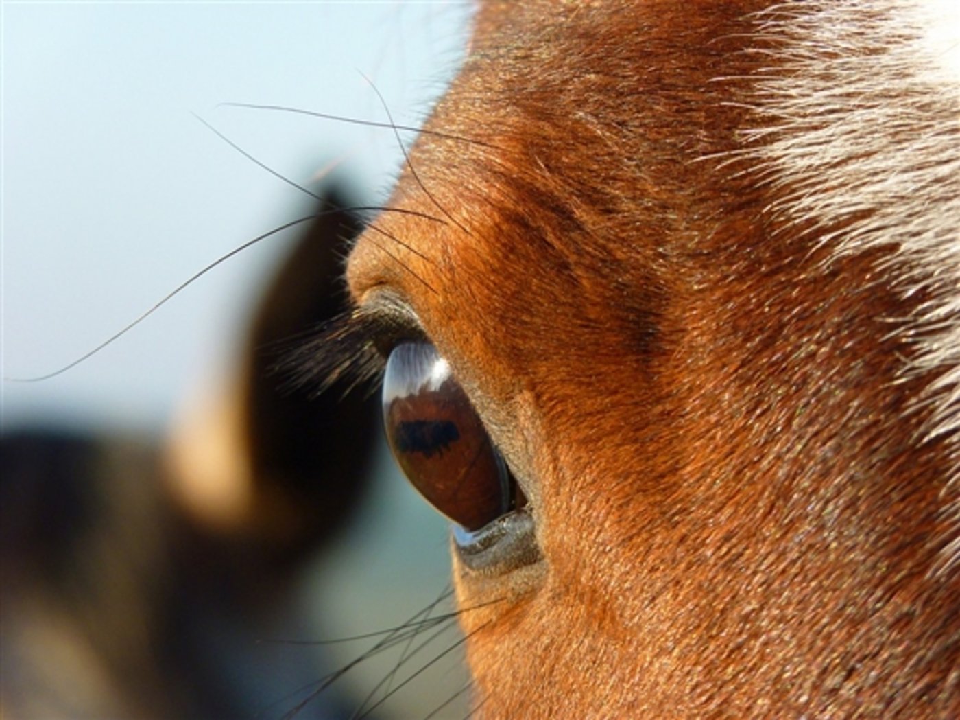 Der Fall Hefenhofen hat die Debatte darüber, welche Verantwortung der Tierhalter zu tragen hat, neu lanciert. (Bild/BauZ)