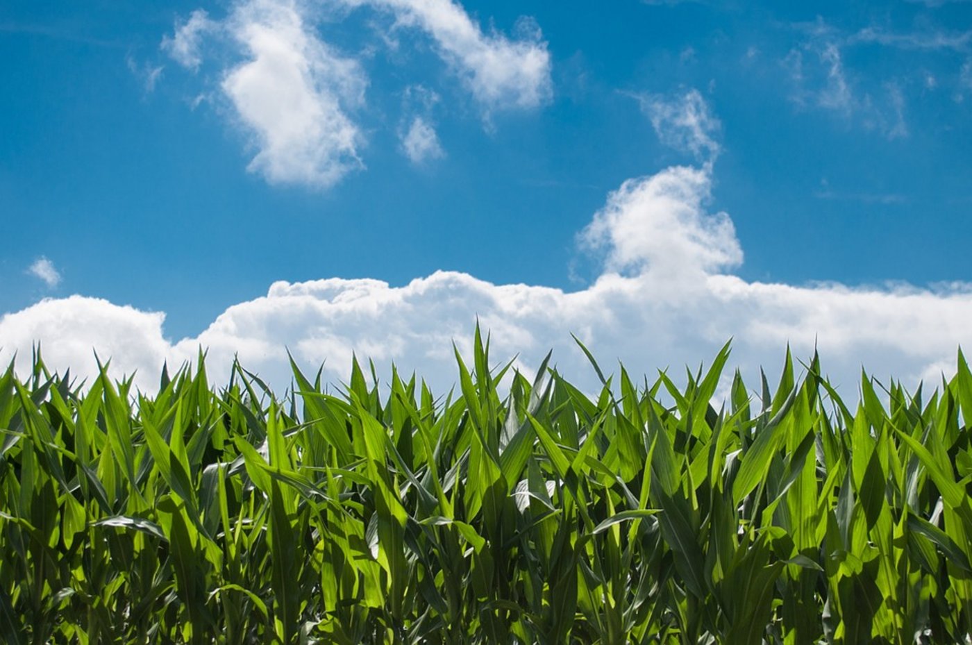 Umstrittener Mais: 2013 hatte die italienische Regierung von der EU-Kommission ein Verbot des damals noch EU-weit erlaubten Anbaus von Monsanto-Genmais gefordert. (Symbolbild Pixabay)