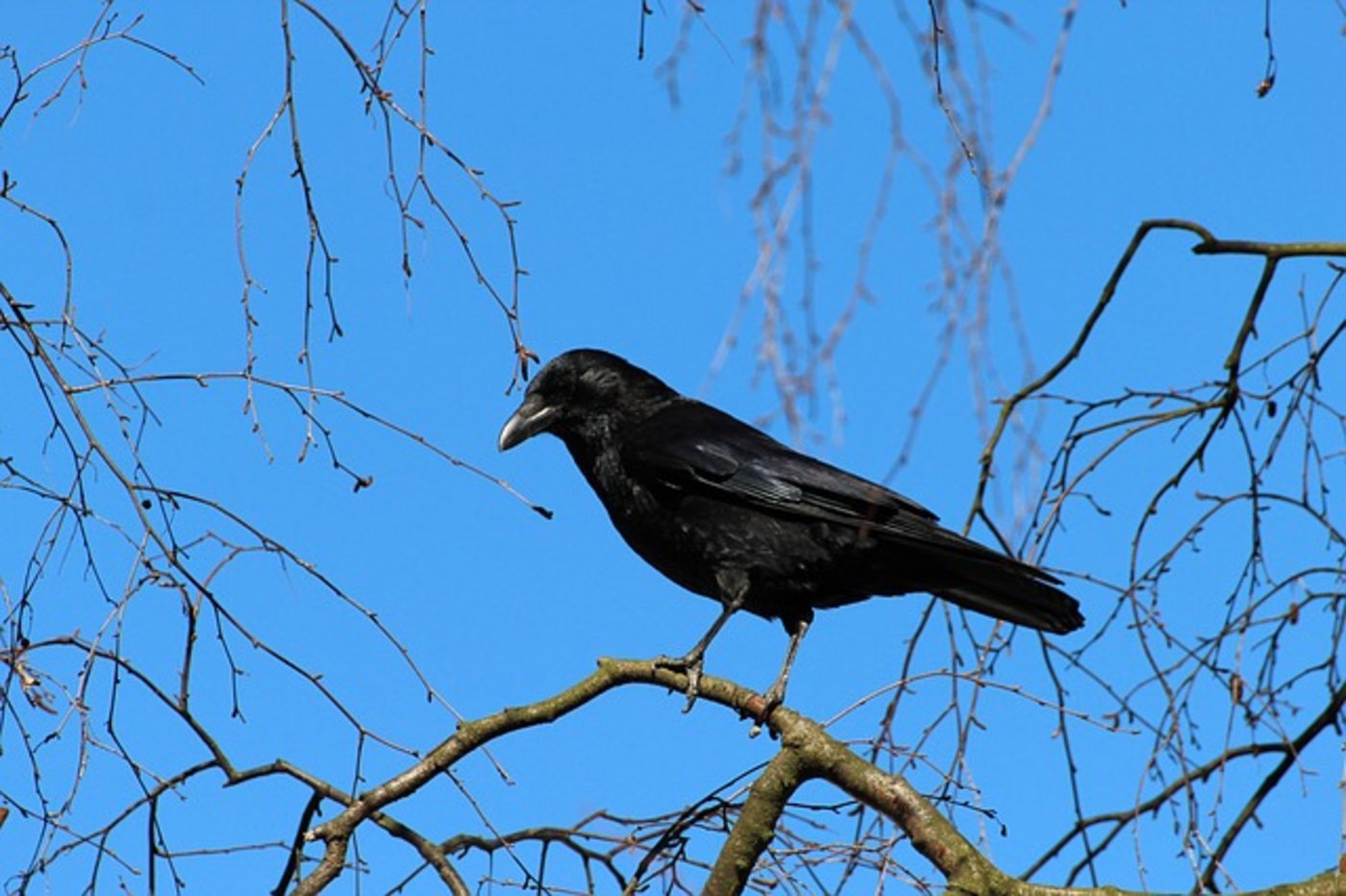 Während der Schonzeit dürfen Krähennester nicht entfernt werden. (Bild Pixabay)