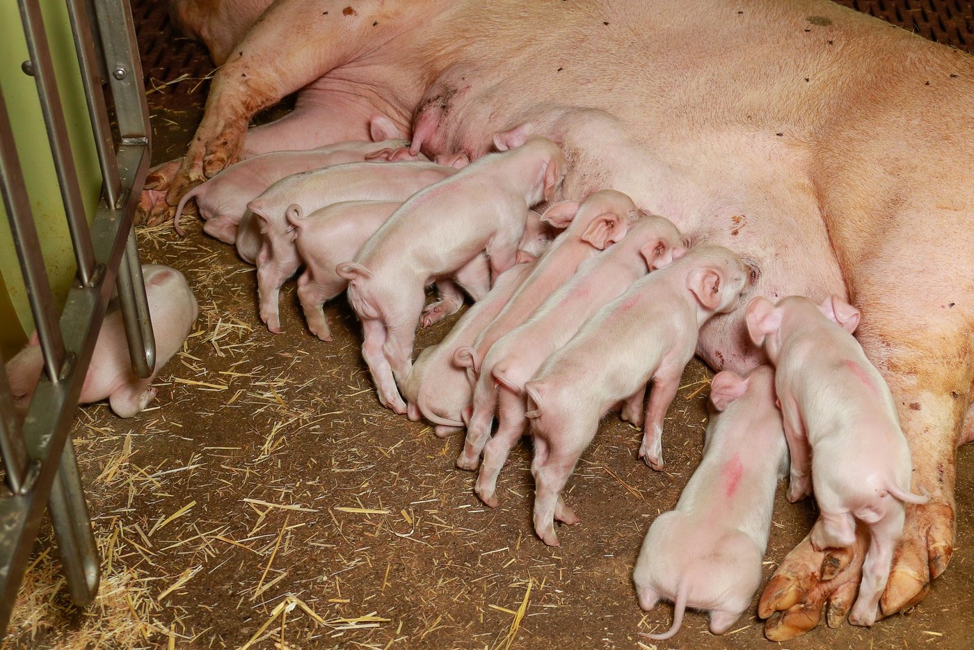 Auf deutschen Betrieben werden erste Praxiserfahrungen mit der freien Abferkelung gemacht. Trotz einzelner Herausforderungen sind die Landwirte insgesamt sehr zufrieden. (Bild Peter Röthlisberger)
