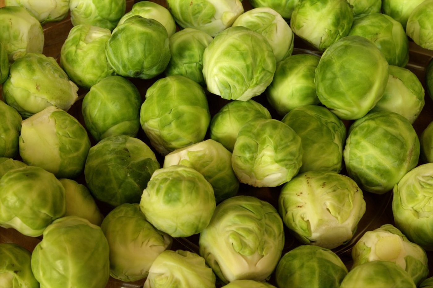 Rosenkohl: Heuer wird die Kultur in der Schweiz von einem Schädling - der Weissen Fliege - teilweise zerstört. (Bild Pixabay)