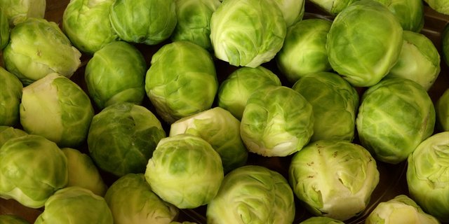 Rosenkohl: Heuer wird die Kultur in der Schweiz von einem Schädling - der Weissen Fliege - teilweise zerstört. (Bild Pixabay)
