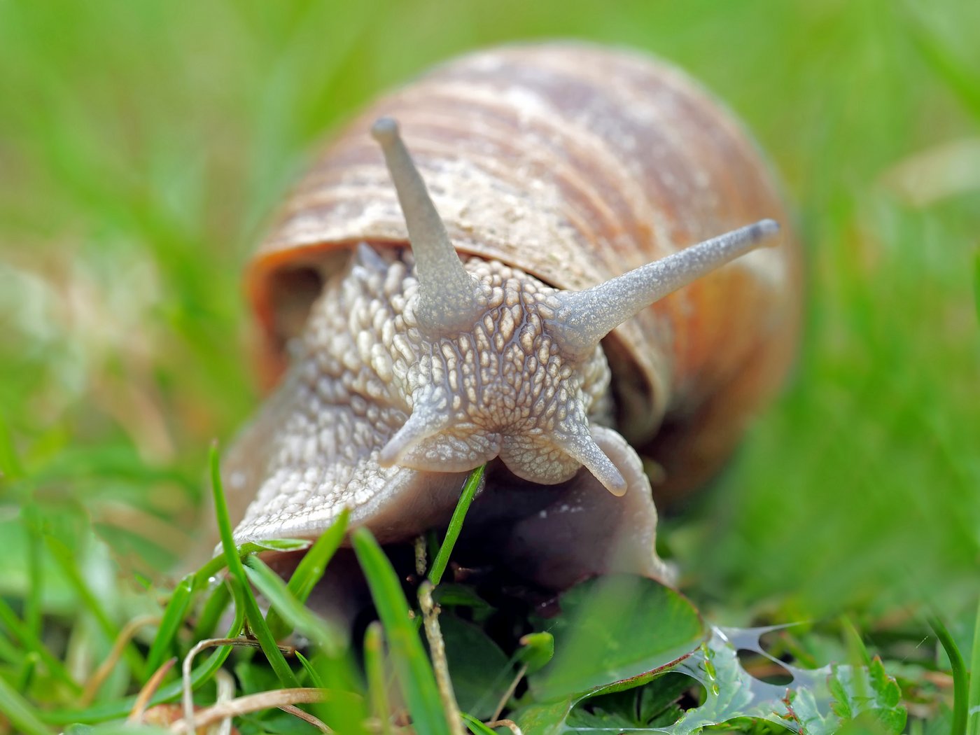 Der nasse Sommer fördert die Ausbreitung von Schnecken. Damit diese im Herbst und nächsten Frühjahr nicht zum Problem werden, sollten jetzt Massnahmen ergriffen werden. (Symbolbild Pixabay)