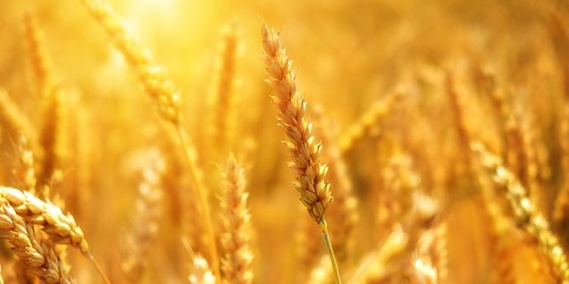 Der Weizen soll heuer von guter Qualität sein. (Symbolbild Pixabay)