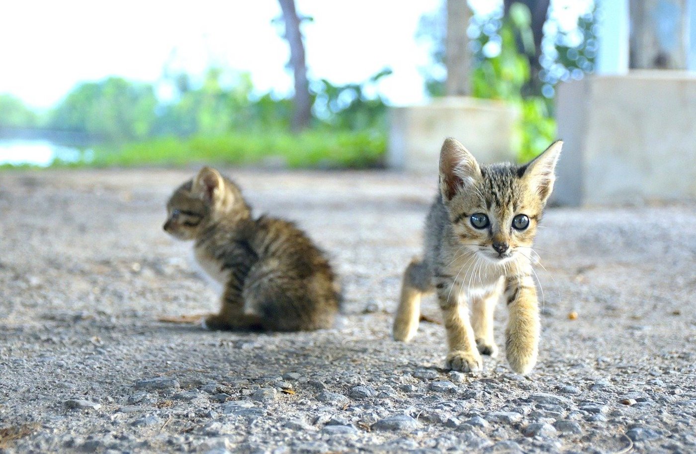 Auch wenn sie süss sind und verlassen im Ausland angetroffen werden: Hunde und Katzen können Tollwut in die Schweiz bringen. Daher gilt es die Vorschriften für die Einfuhr zu beachten. (Bild Pixaby)