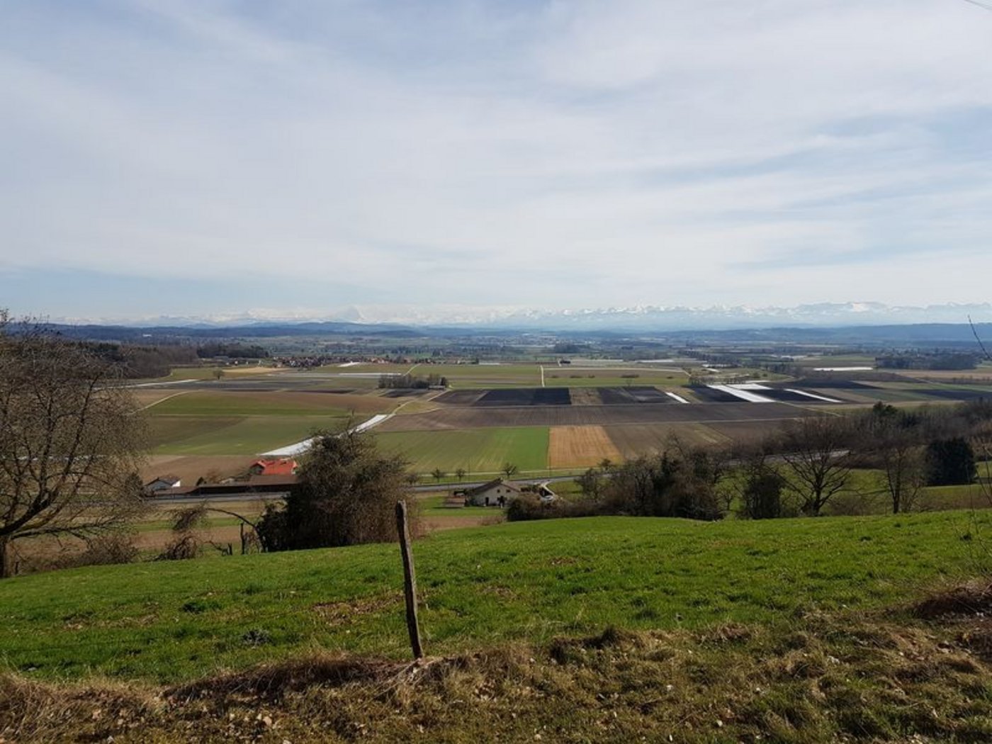Die Folgen des milden Winters auf die Produktion (z. B. das Gemüse hier im grossen Moos) zeigen sich in den nächsten Monaten. (Bild lid)