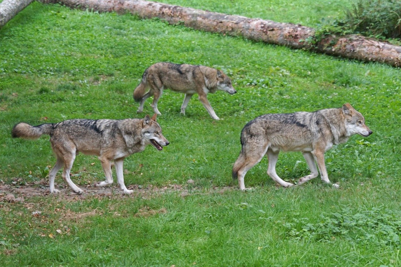 Gemässs Biologen richten Wölfe in Rudeln weniger Schäden an als Einzeltiere. (Symbolbild Pixabay)
