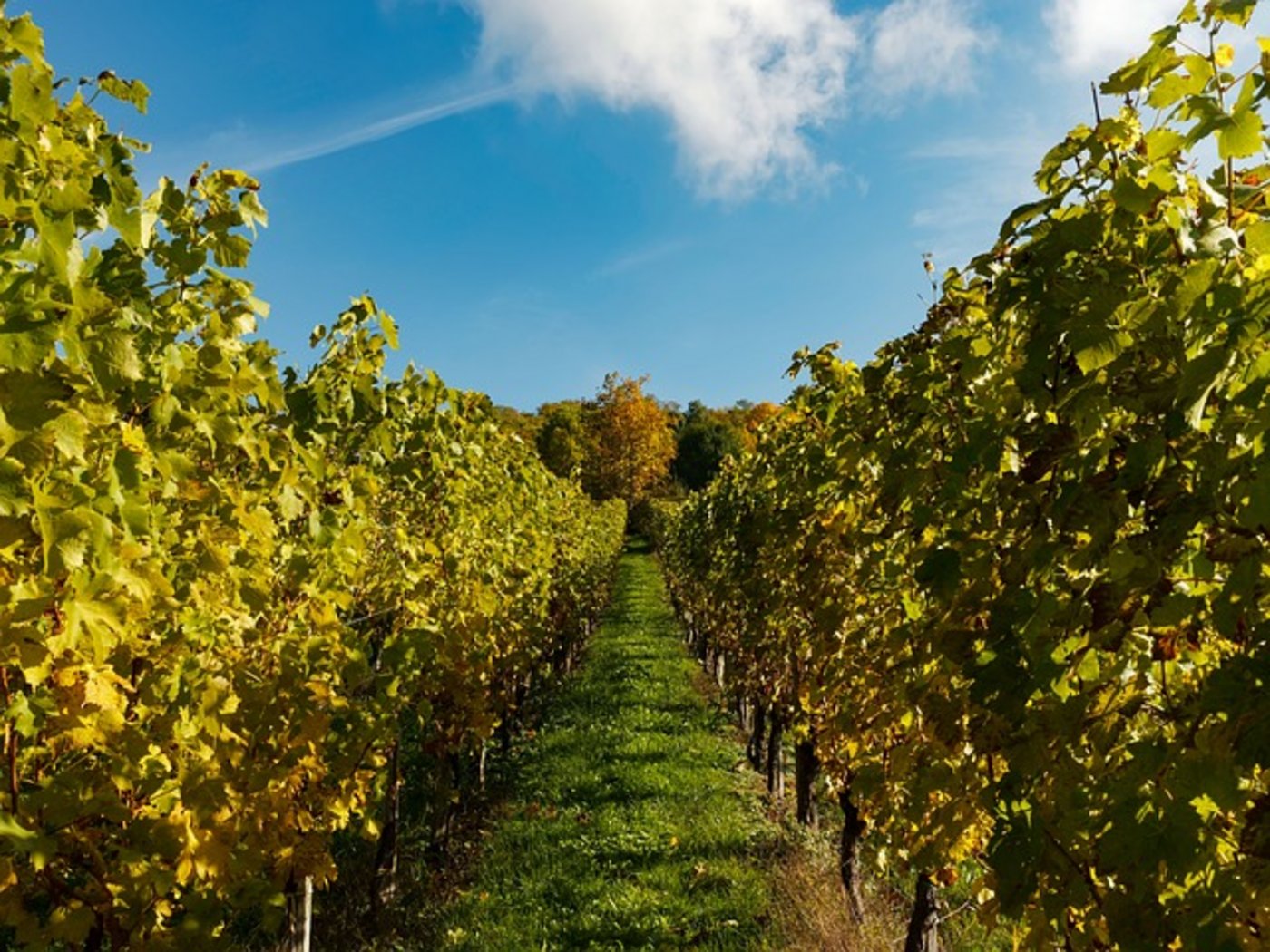Am allermeisten exportiert die EU Wein. (Bild pd)