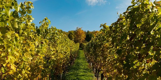 Am allermeisten exportiert die EU Wein. (Bild pd)
