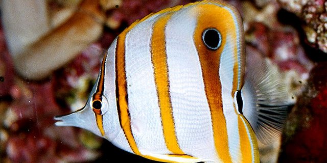 Der Kupferstreifen-Pinzettfisch ist am Great Barrier Riff zu finden. Er mag seichte Lagunen mit dichtem Korallenbewuchs. (Bild: BS Turner Hof)