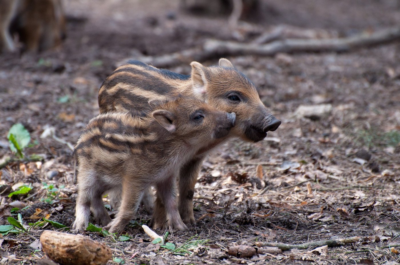 Wildschweine profitieren von wärmeren Wintern, in solchen Jahren überleben mehr Frischlinge. (Bild Pixabay)