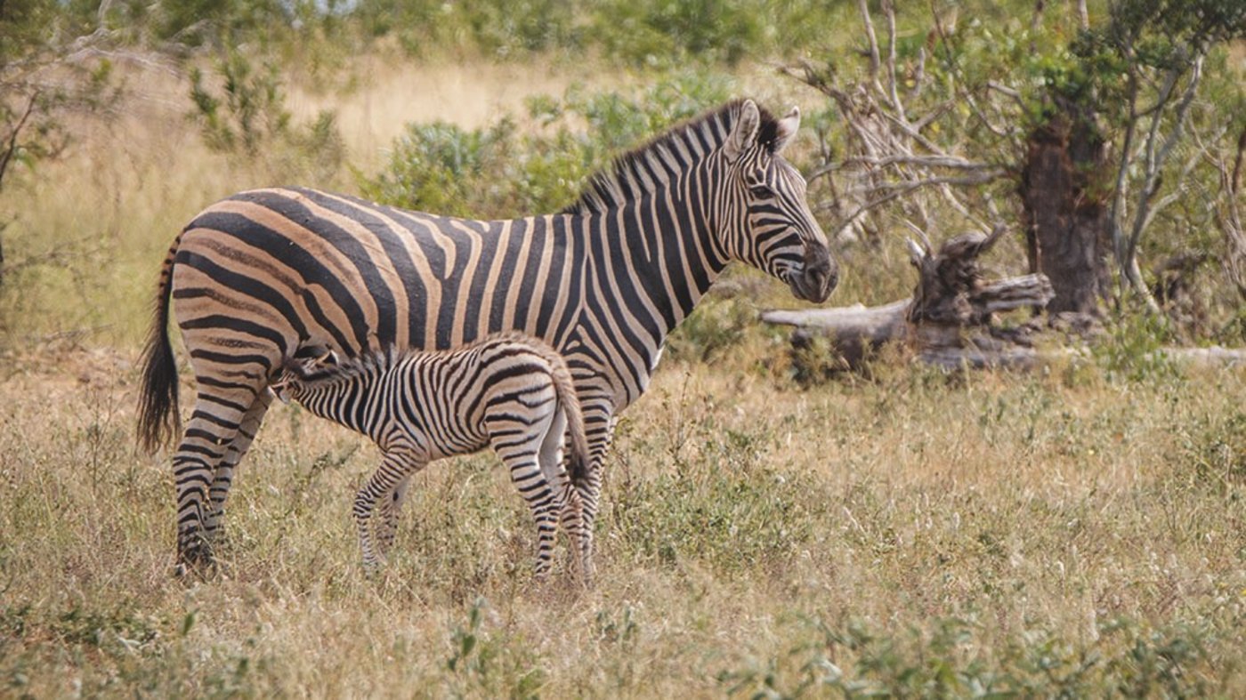 Die dünnflüssige Milch des Steppenzebras versorgt die Fohlen nicht nur mit Nährstoffen, sondern auch mit genügend Flüssigkeit. (Bilder Zoologisches Museum UZH)