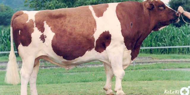 Obwohl Pickel seit 2001 nicht mehr lebt, ist sein Sperma weiter im Angebot. (KeLeKi/Swissgenetics) 